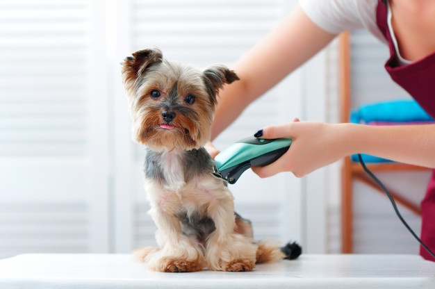 Pet Grooming Care